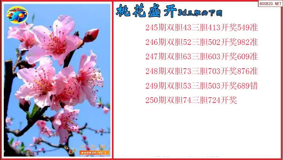 桃花盛开2026250期3d三胆必下图（原创）